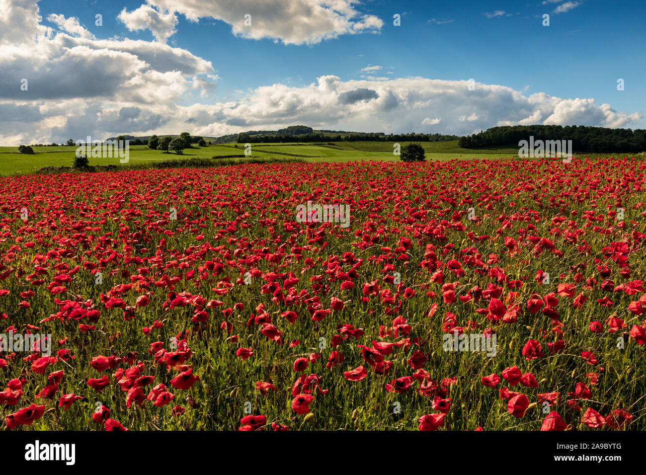 Schöne rote Mohnblumen in der Derbyshire Landschaft, Baslow, Derbyshire Peak District, England, Vereinigtes Königreich Stockfoto