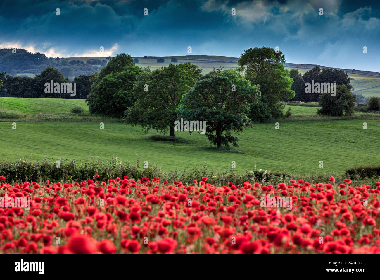 Schöne rote Mohnblumen in der Derbyshire Landschaft, Baslow, Derbyshire Peak District, England, Vereinigtes Königreich Stockfoto