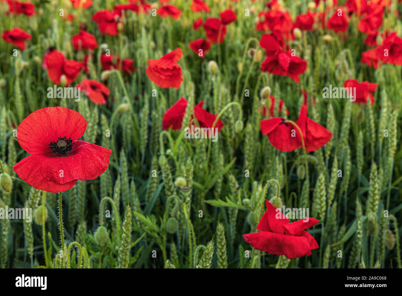 Roter Mohn wächst in einem Maisfeld in der Nähe des Dorfes Hassop, Derbyshire Peak District. England, Großbritannien Stockfoto