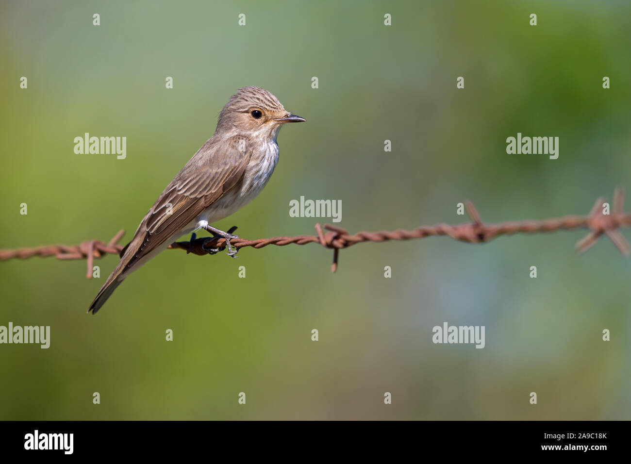 , Grauschnäpper Muscicapa striata, Stockfoto