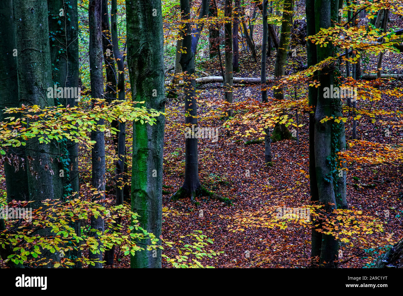 Schöne Herbstfarben im Schwarzwald, Schweiz. Stockfoto