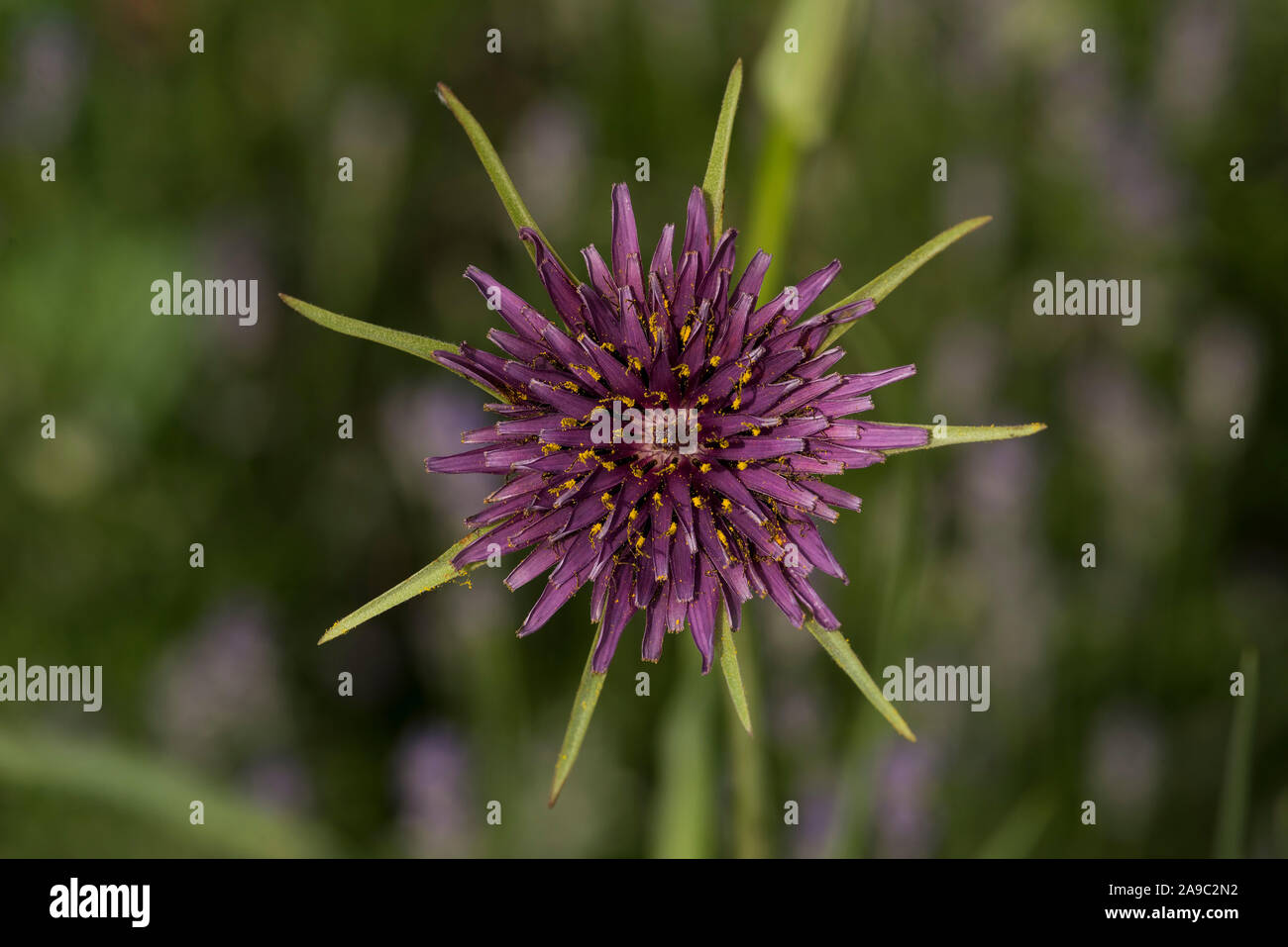 Ein lila Schwarzwurzeln (aka Oyster Pflanze). Tragopogon porrifolius ist eine Pflanze kultiviert für seine dekorativen Blüten, essbare Wurzel, und pflanzlichen Eigenschaften. Stockfoto