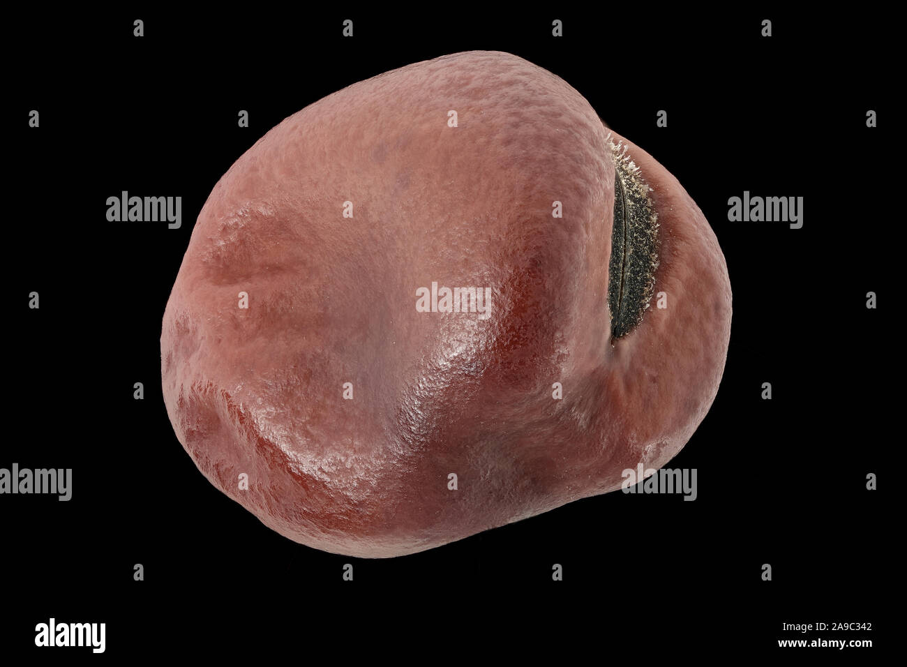 Vicia faba, Bohne, Accurbohne, Samen, Nahaufnahme, Saatgröße 5-25 mm Stockfoto