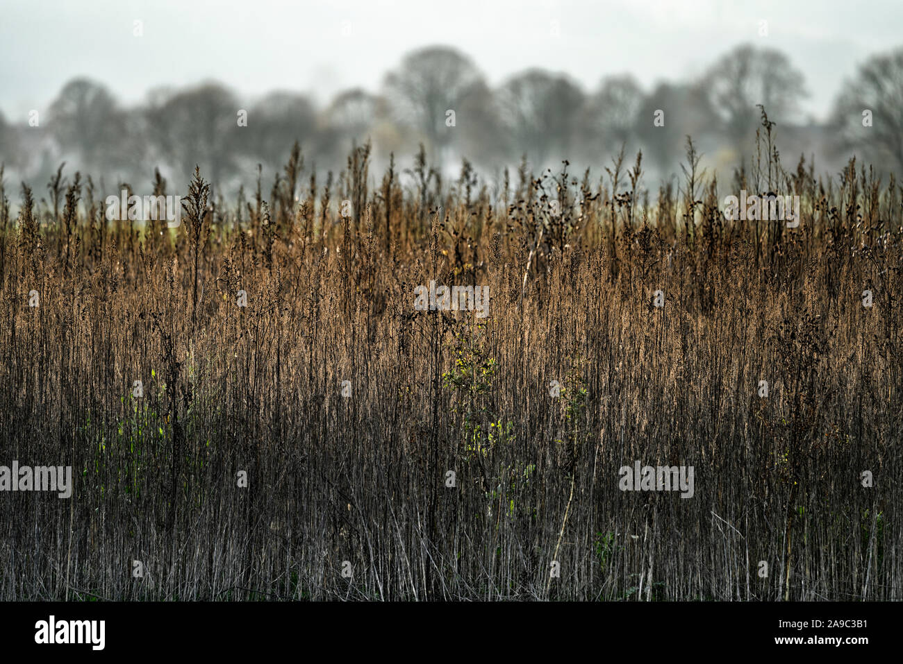 Landschaft, Oberweser; Deutschland; Deutsch; Europa Stockfoto