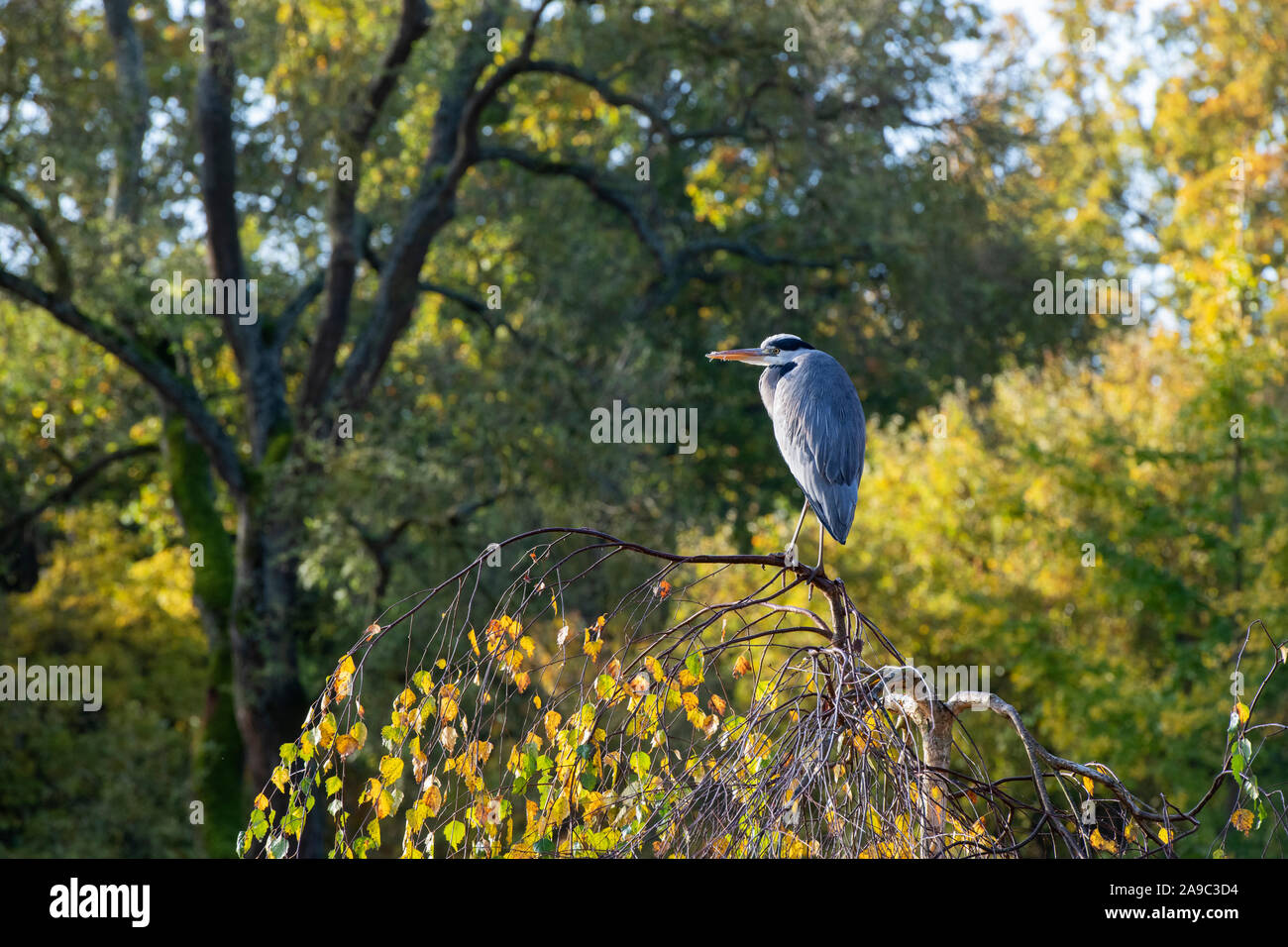 Ardea cinerea. Graureiher, stehend auf einem Baum im Herbst an der RHS Wisley Gardens. Surrey, England Stockfoto