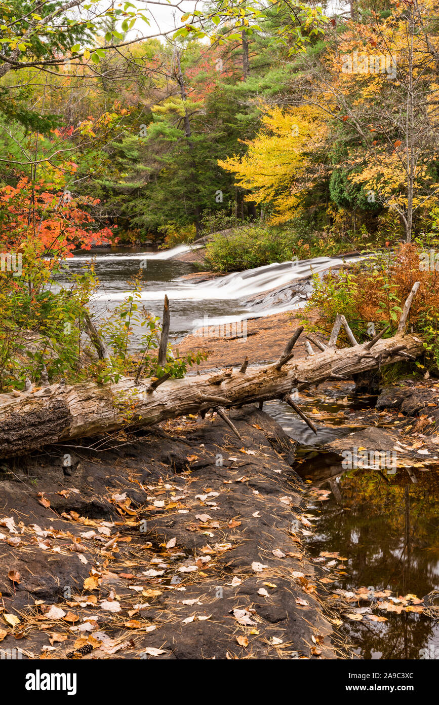 Moor River oberhalb Tupper See im Herbst, Adirondack Mountains, St. Lawrence County, New York Stockfoto