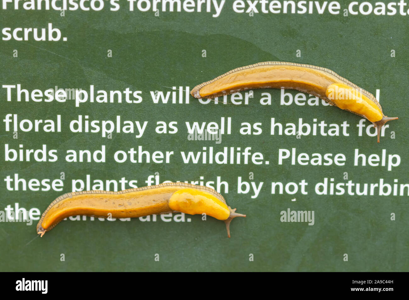 Kalifornien Banane Metallklumpen Ariolimax californicus, Golden Gate National Park, Kalifornien, USA. Stockfoto