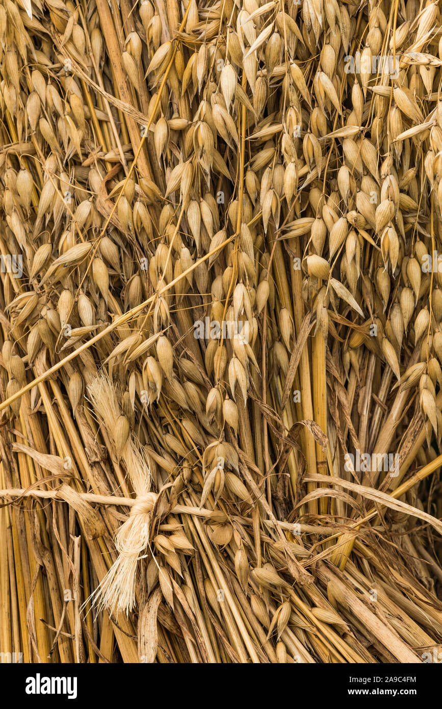 Schockiert Hafer und Ausschöpfenden Garn Rest in ein Amish Feld in Erwartung der bevorstehenden Ernte, Cattaraugus County, Randolph, New York Stockfoto