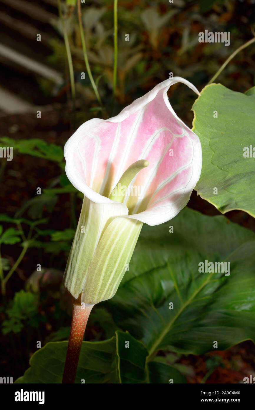 Arisaema candidissimum (Gestreifte cobra Lily) liegt im Westen von China einschließlich Tibet, Sichuan und Yunnan gefunden und jetzt oft als Garten Pflanze verwendet. Stockfoto