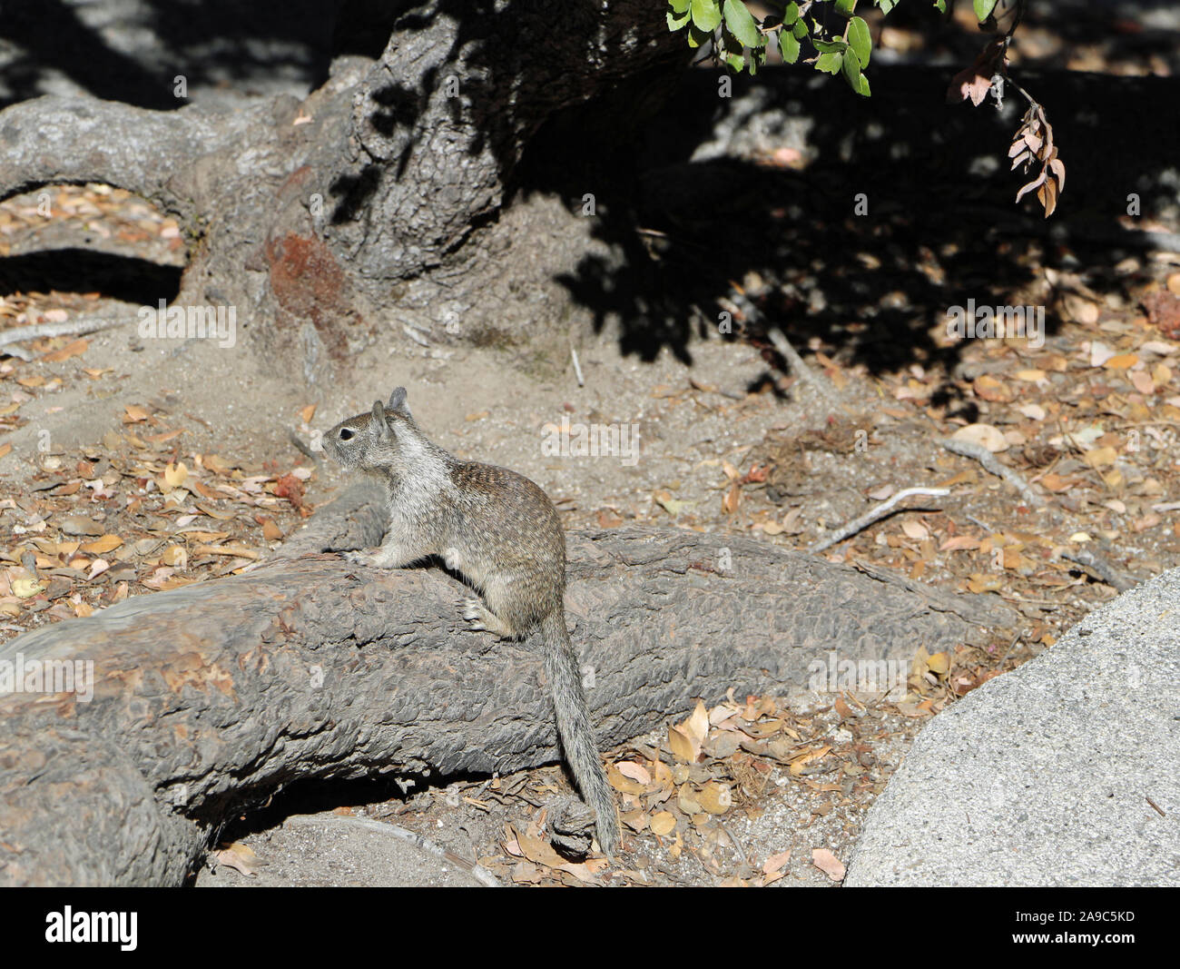 Eichhörnchen im Yosemite National Park in den USA Stockfoto