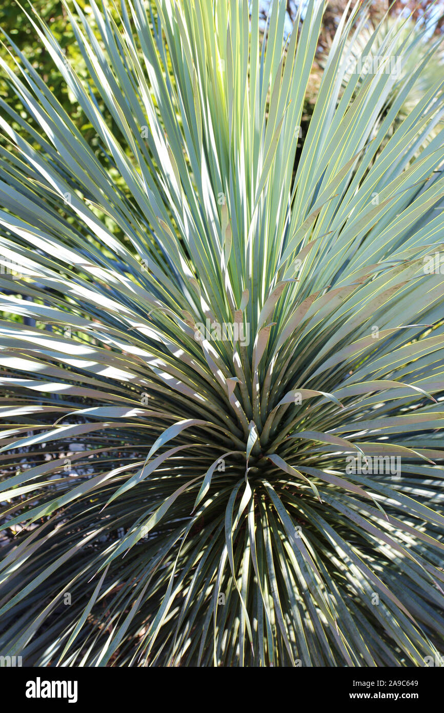 Nahaufnahme einer Yucca rostrata Baum in North Carolina, USA Stockfoto