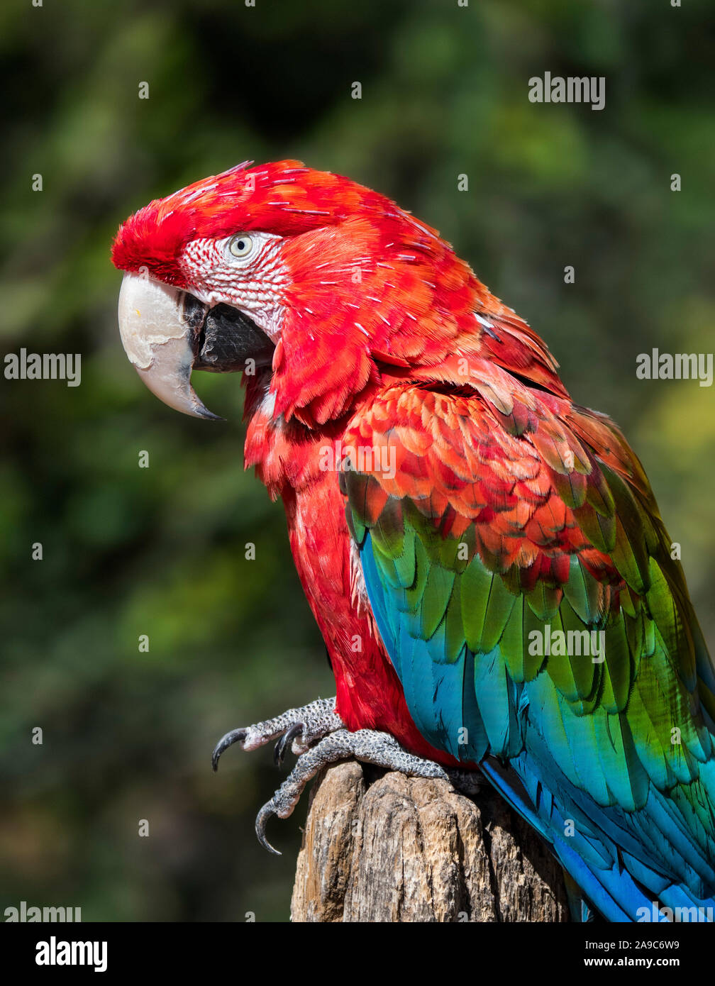 Rot-grünen Ara/green-winged Macaw (Ara chloropterus) im Baum gehockt, beheimatet in Nord- und Südamerika Stockfoto