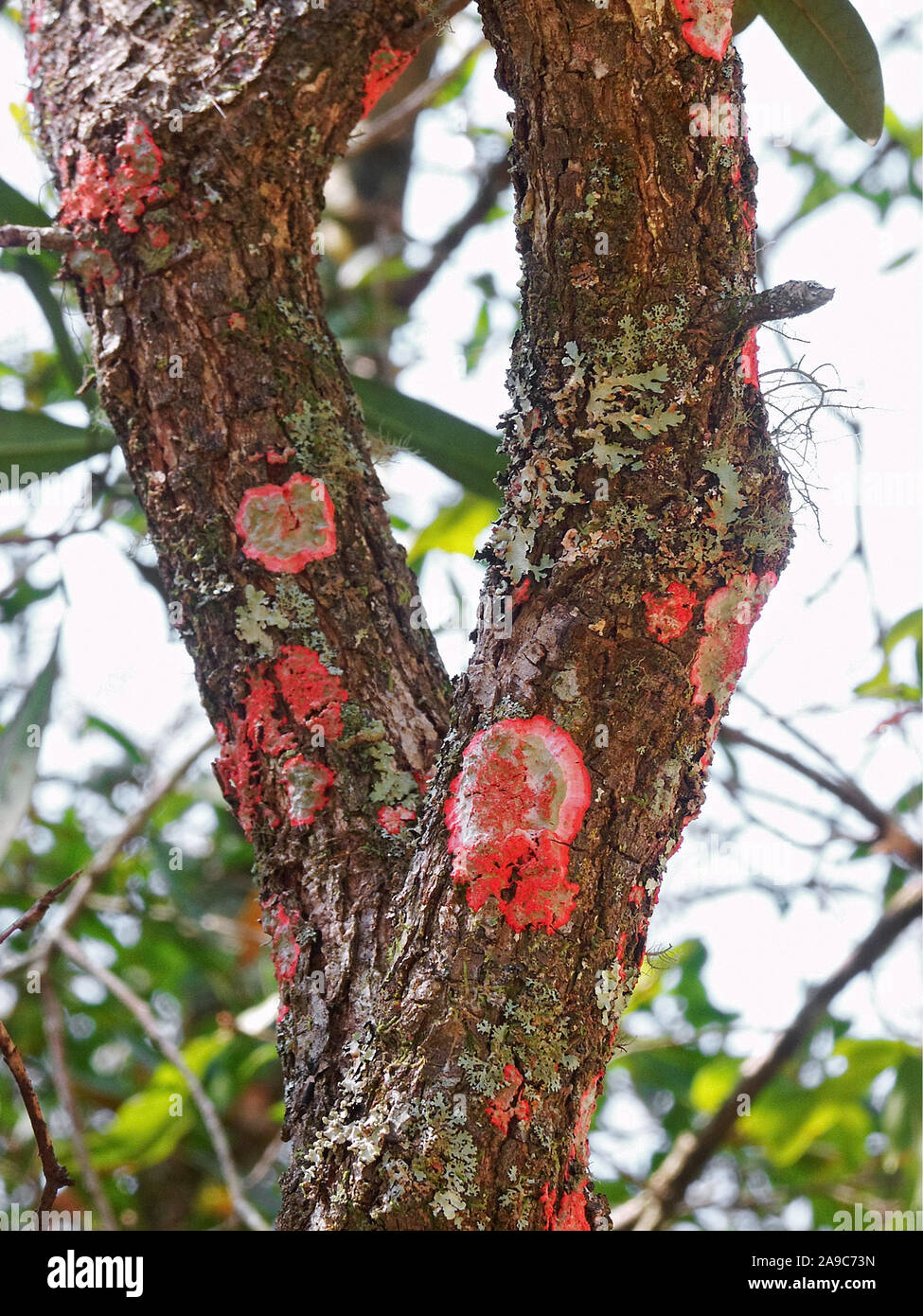 Flechten sind Organismen mit symbiotischen Beziehungen oder Kolonien von Algen und Pilzen. Stockfoto