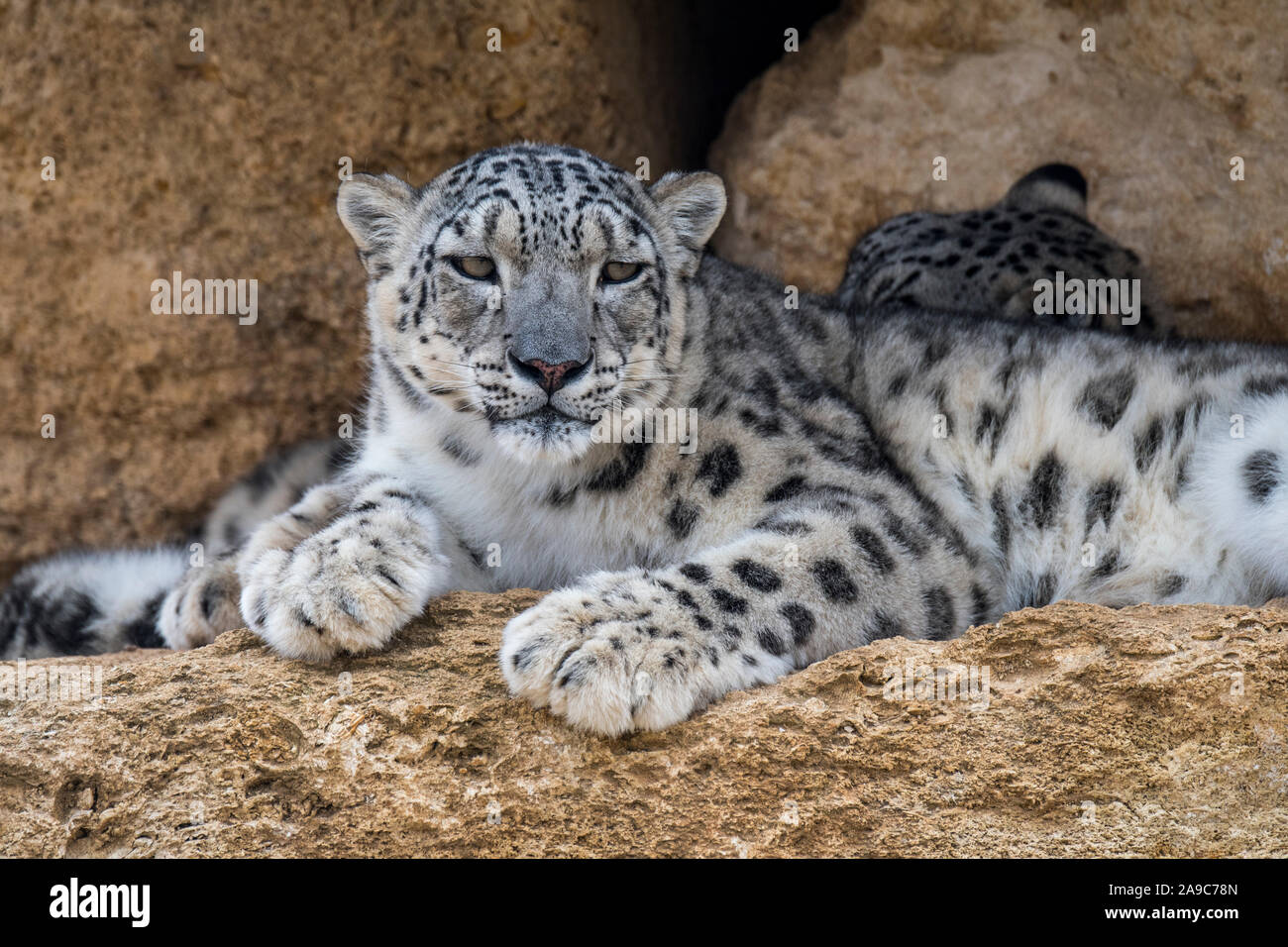 Snow Leopard/Unze (Panthera Uncia uncia uncia/) Paar ruht auf Felsvorsprung in der Felswand, native auf den Bergketten von Asien Stockfoto