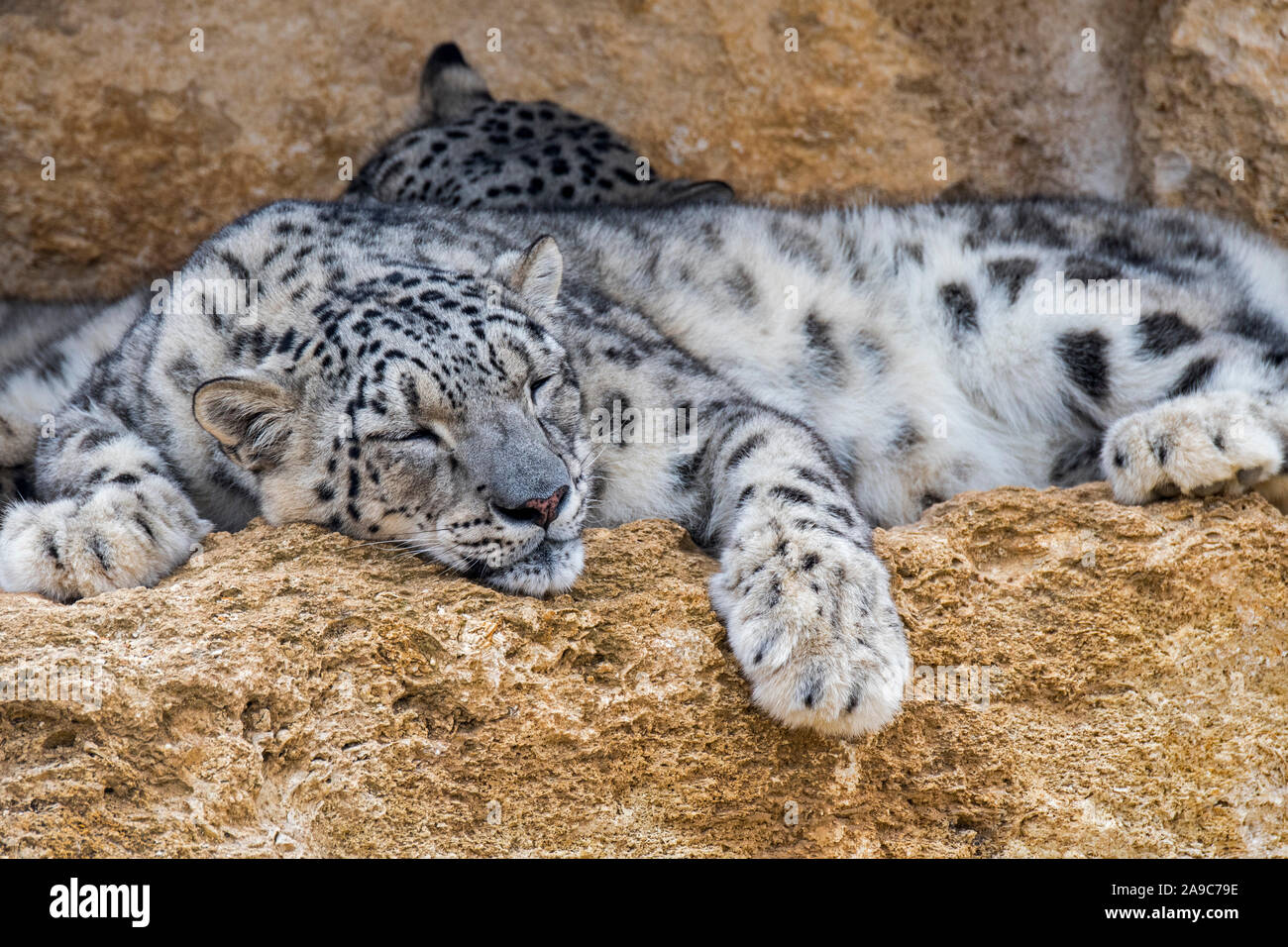 Snow Leopard/Unze (Panthera Uncia uncia uncia/) Paar schlafen auf Felsvorsprung in der Felswand, native auf den Bergketten von Asien Stockfoto