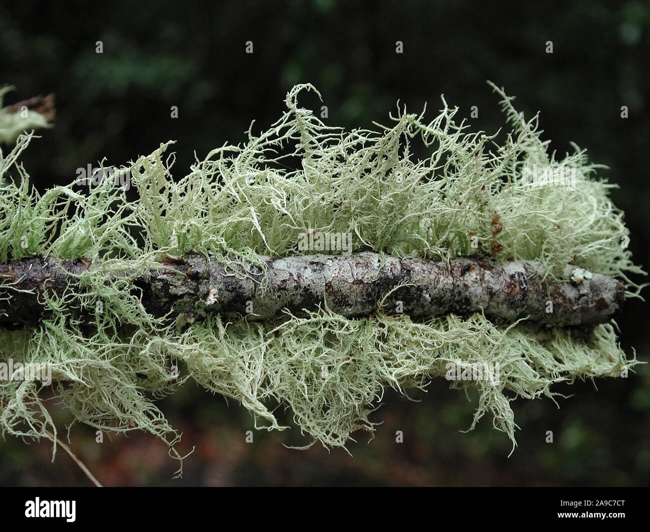 Flechten sind Organismen mit symbiotischen Beziehungen oder Kolonien von Algen und Pilzen. Stockfoto