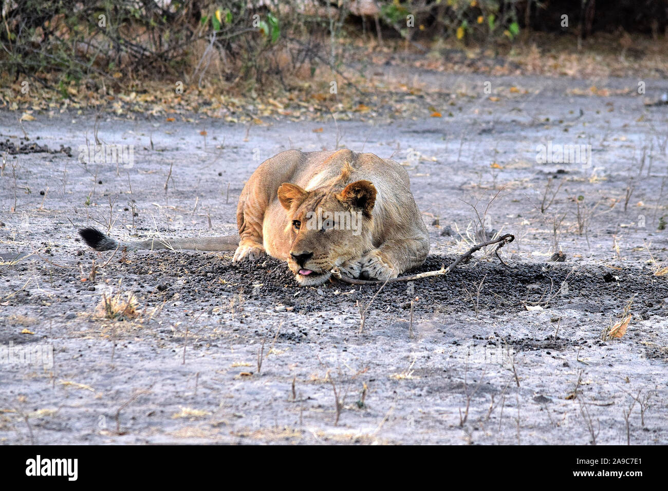 Junge Löwen spielen Stockfoto