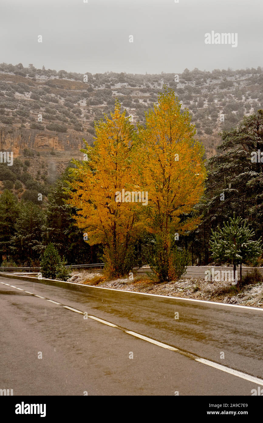 Gelbe herbstliche Bäume neben einer Hauptstraße in nassen Schnee Stockfoto