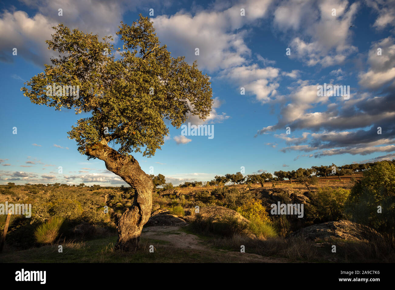 Landschaft mit Steineichen im Naturpark von conrnalvo. Extremadura, Spanien Stockfoto