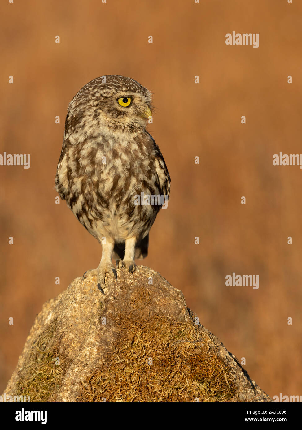 Steinkauz (Athene noctua) auf einem Stein sitzend Stockfoto