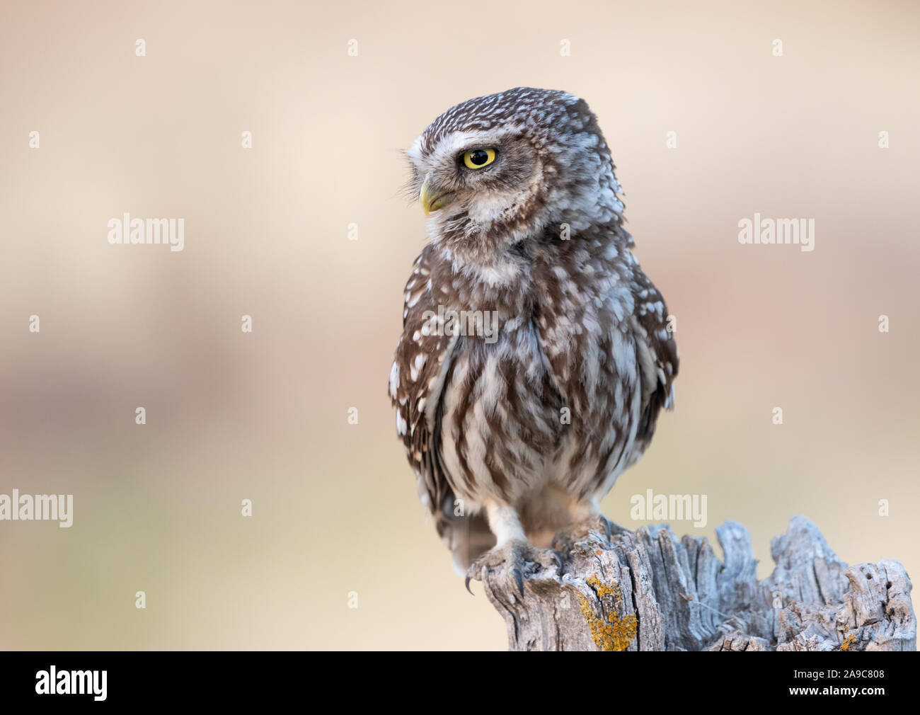 Steinkauz (Athene Noctua) Stockfoto