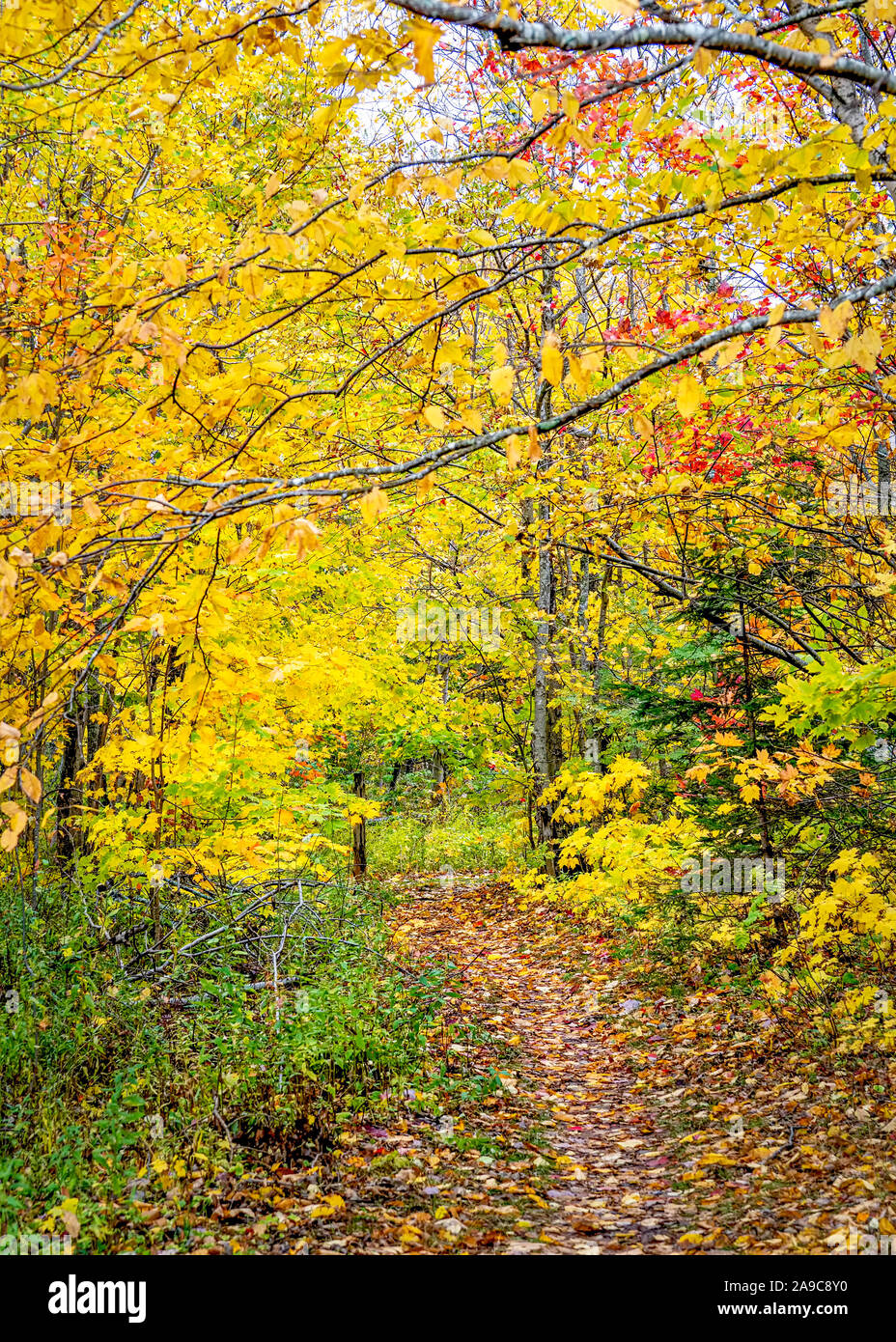 Gefallenen Ahornblätter decken ein Wanderweg durch den Wald. Stockfoto
