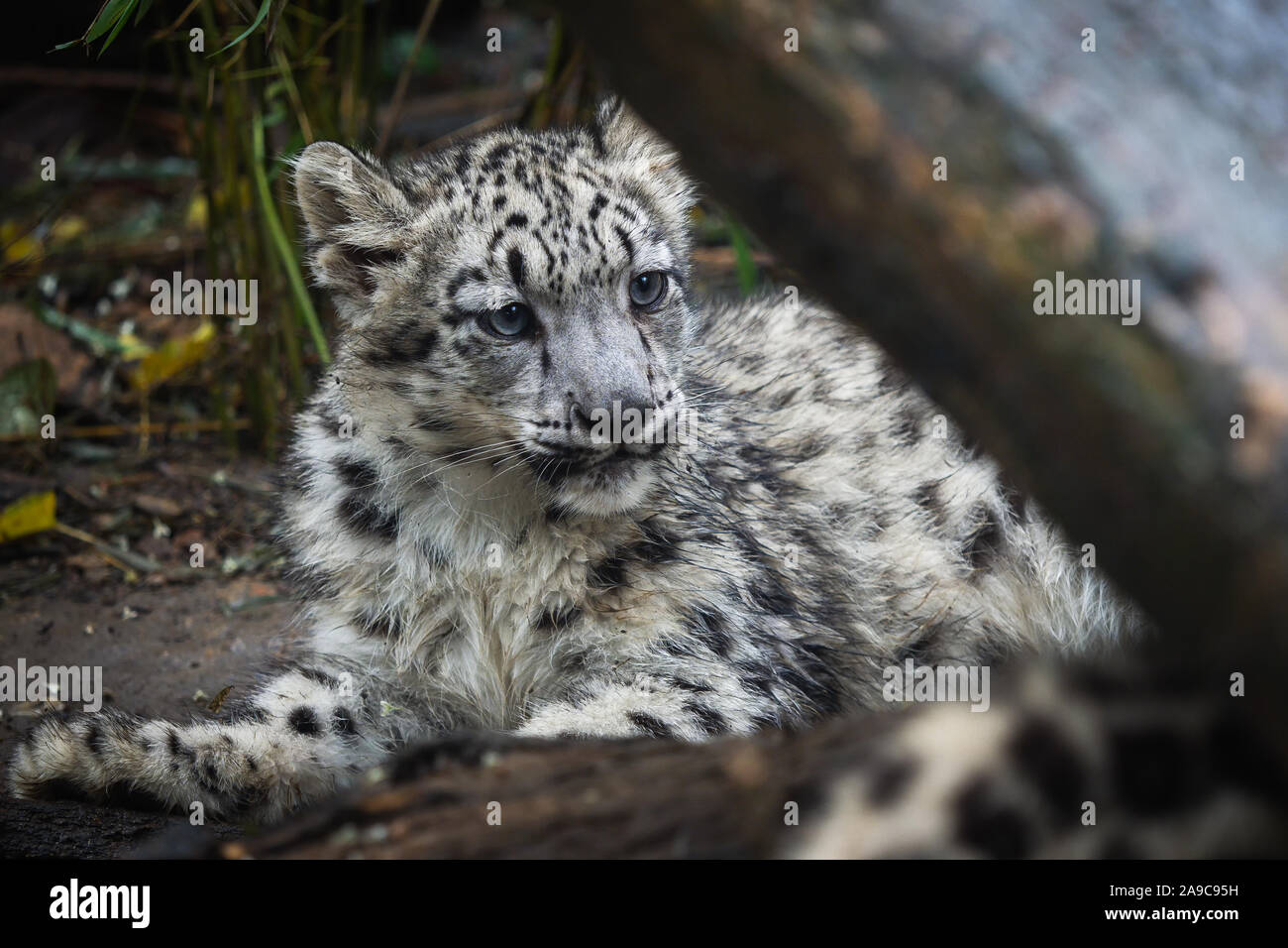 Snow Leopard Cub (Panthera uncia). Junge snow leopard. Stockfoto