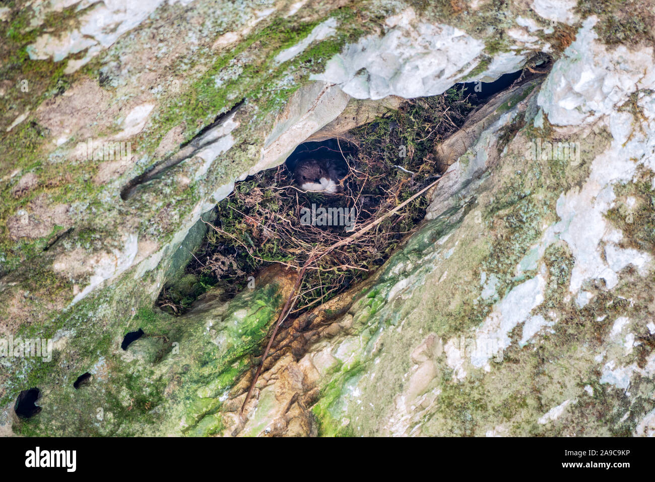 Kleine schwarze und weiße Vogel der Wasseramsel, lat. Cinclus cinclus sitzt im Nest auf dem Felsen. Stockfoto