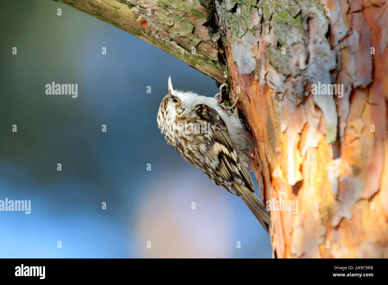 Vogel auf dem Baum, Certhia familiaris, Eurasian Treecreeper Stockfoto