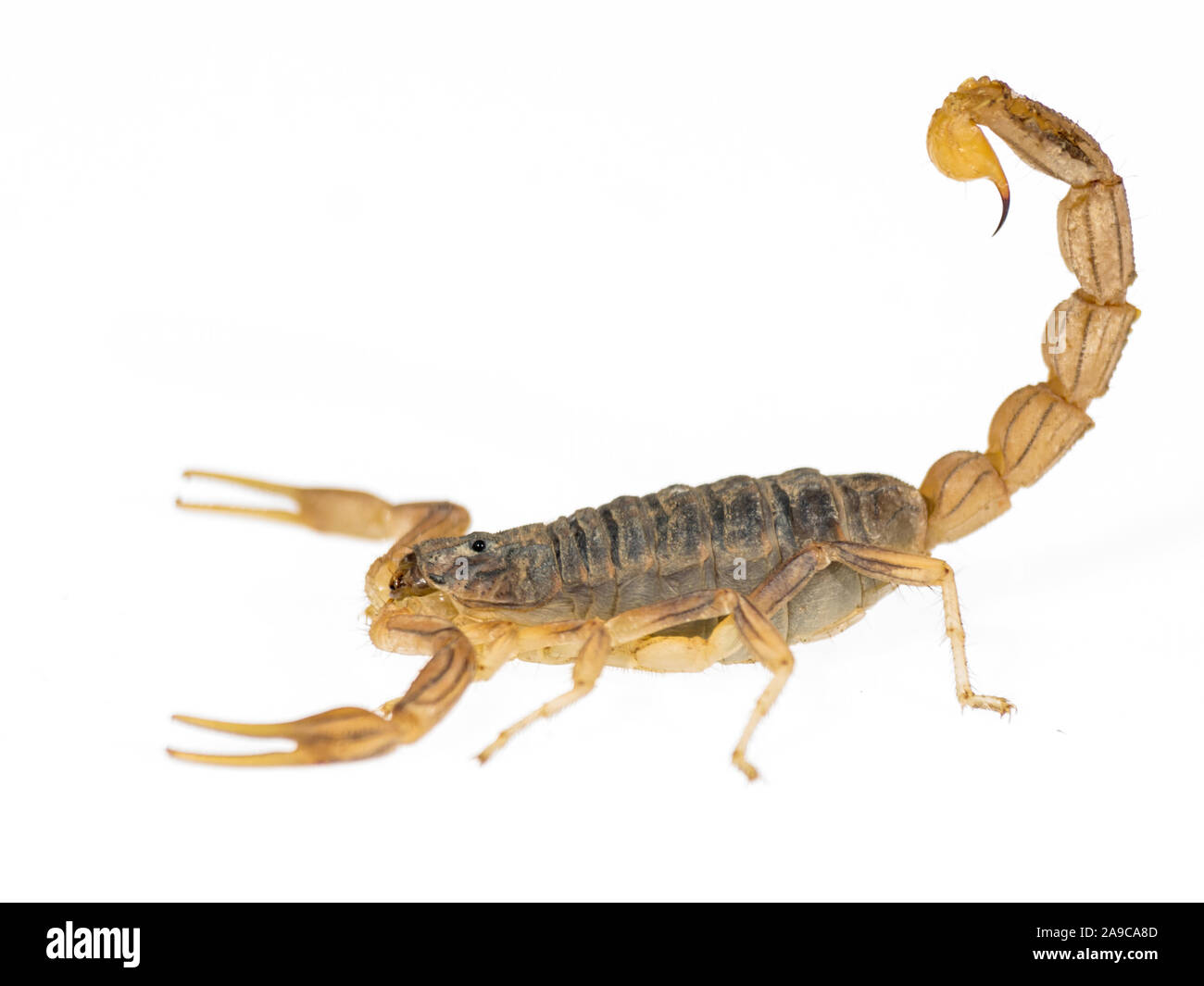 Scorpion in weißem Hintergrund. Profil anzeigen Stockfoto