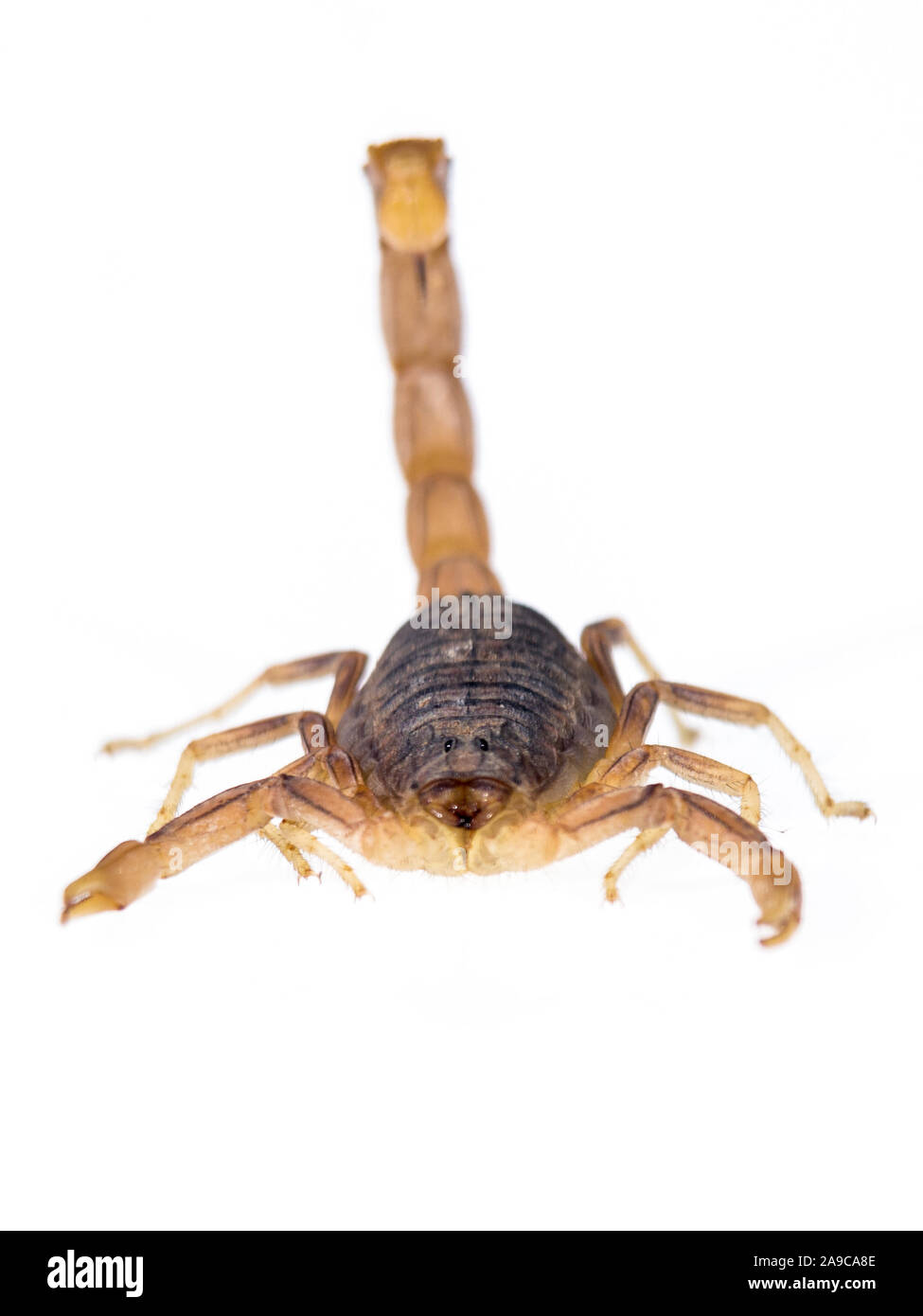 Scorpion in weißem Hintergrund. Ansicht von vorn Stockfoto