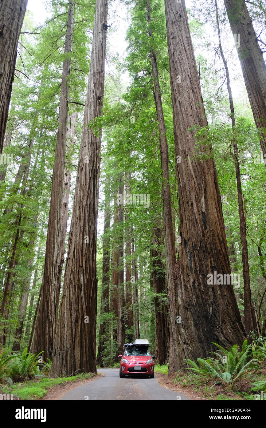 Fahrt durch den Redwoods in einem kleinen roten Auto Stockfoto