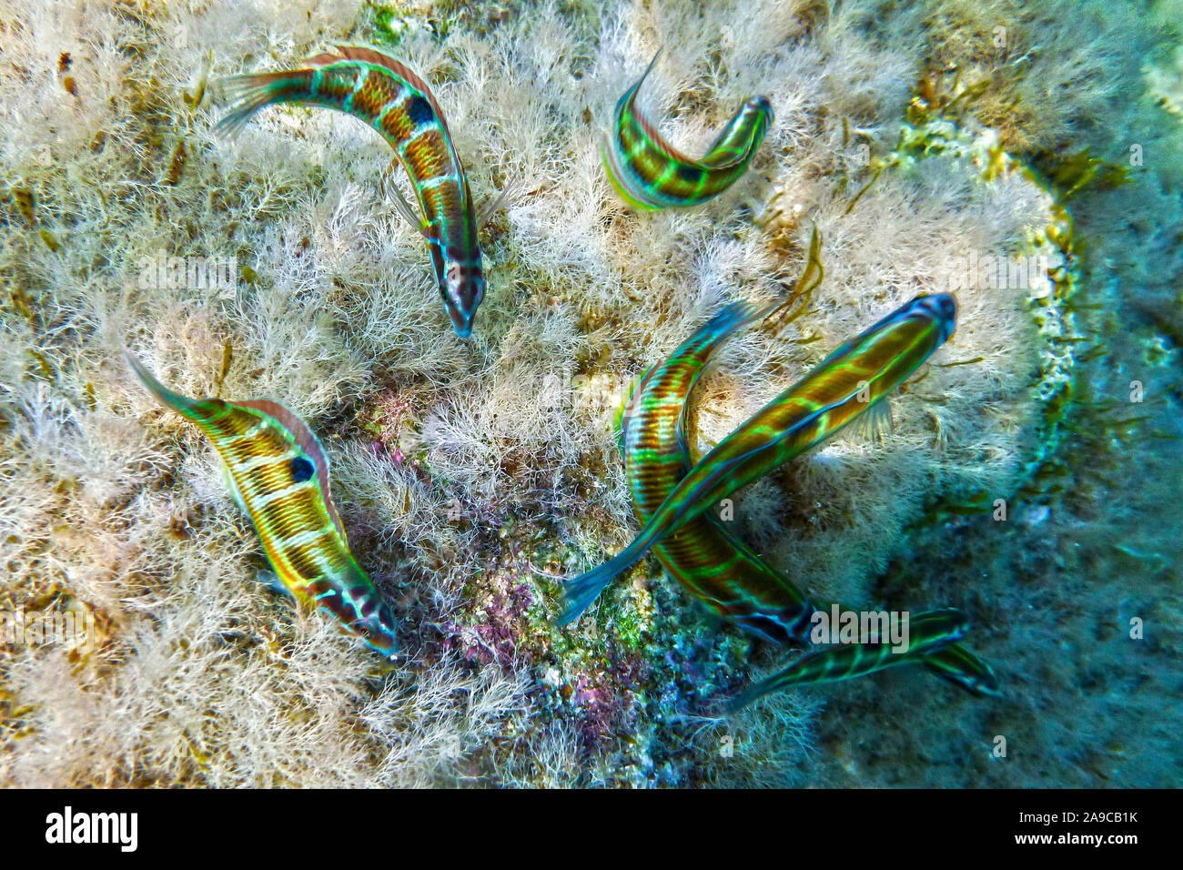 Thassaloma Pavo oder Peacock Wrasse Nahrungssuche aus der felsigen Riff in Bahar ic-Caghaq in Malta Stockfoto