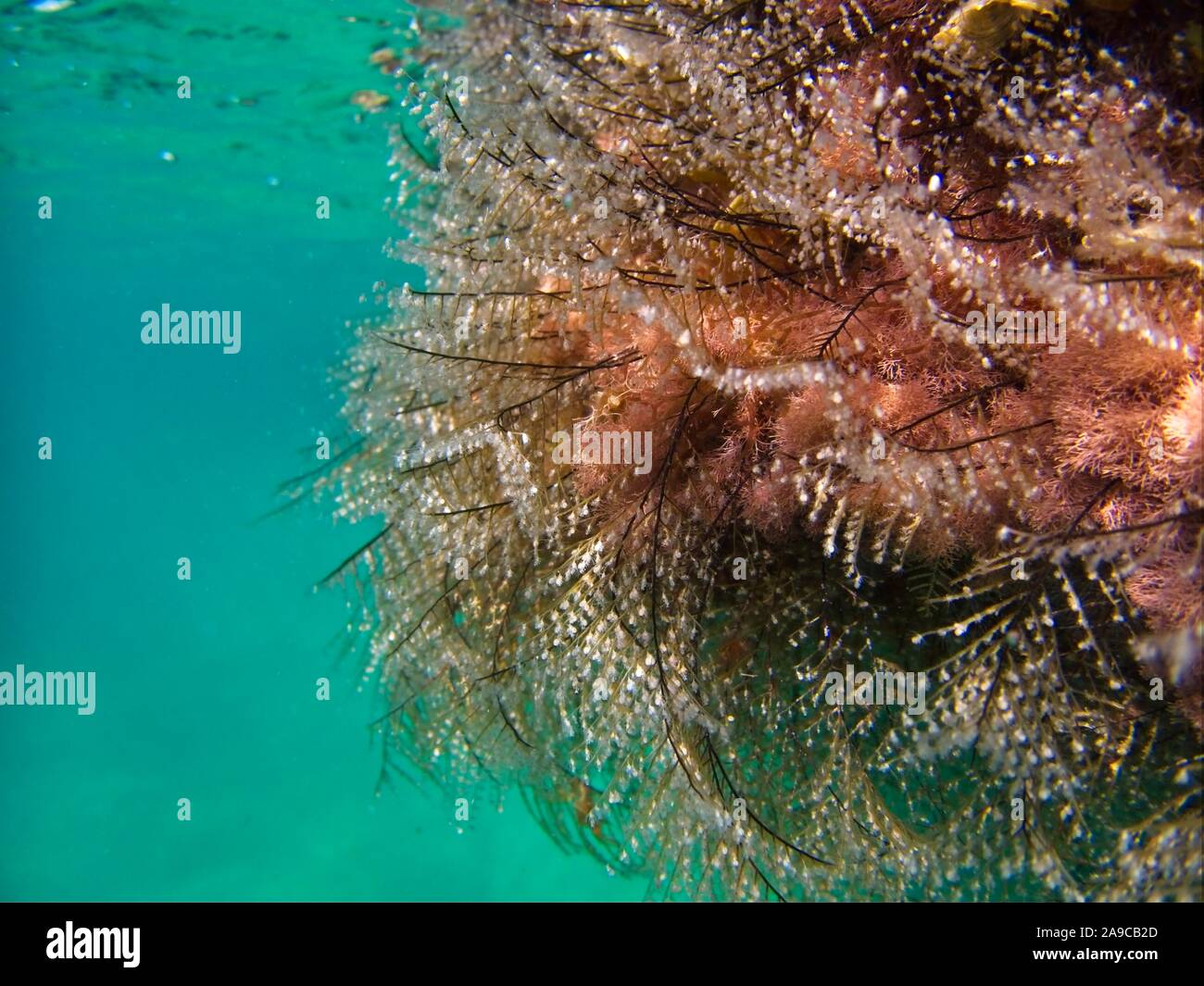 Unterwasser makro Bild des zarten Algen Stockfoto