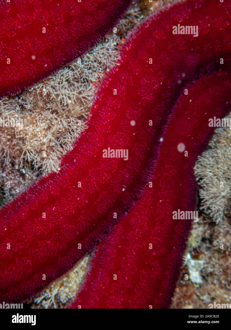 Makro Bild, Detail der Arme auf Starfish Stockfoto