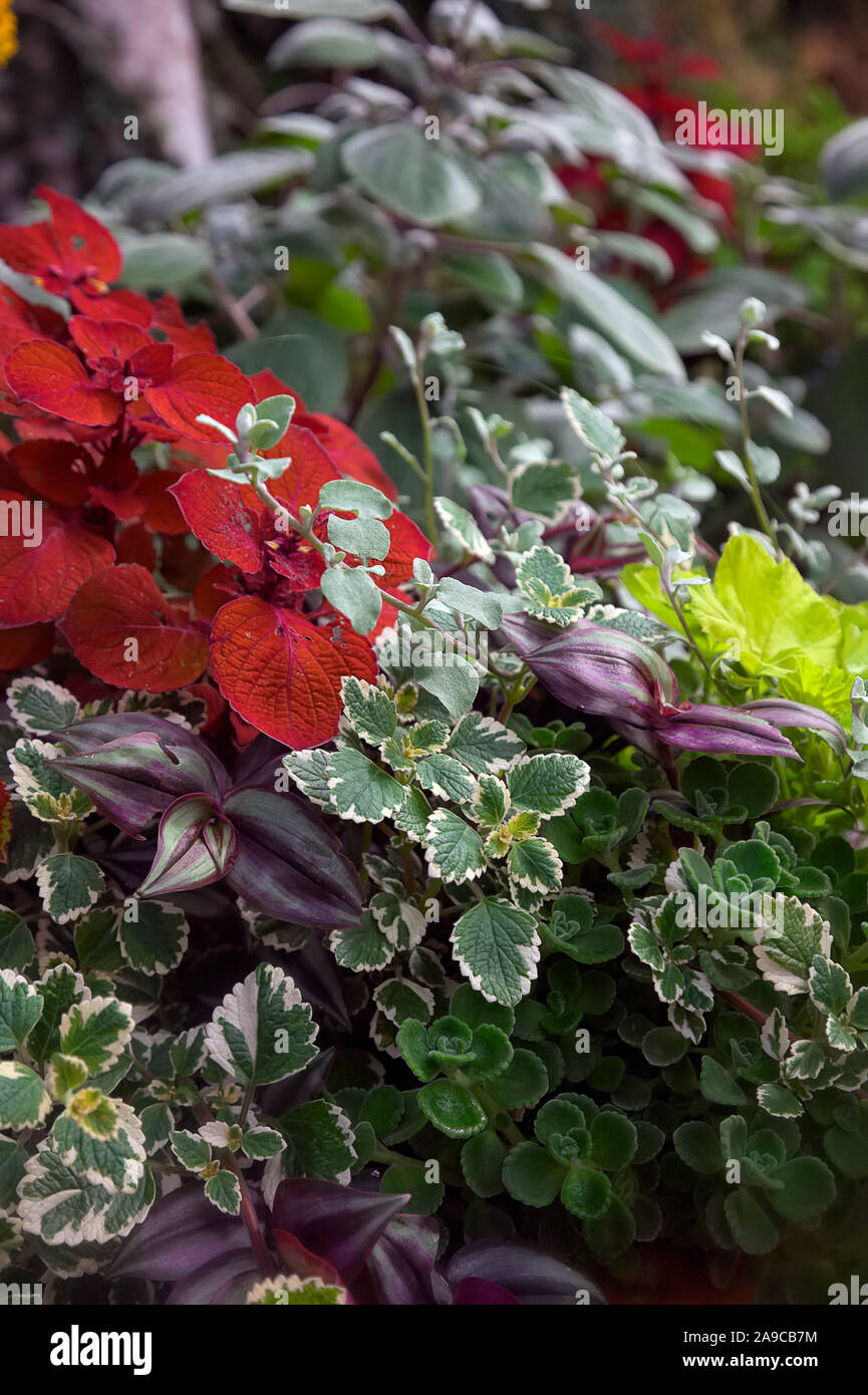 Tradescantia zebrina AGM, Plectranthus madagascariensis' bunte Mintleaf' (v) AGM, Helichrysum petiolare AGM, Coleus Lagerfeuer (aka Solenostemon sc Stockfoto