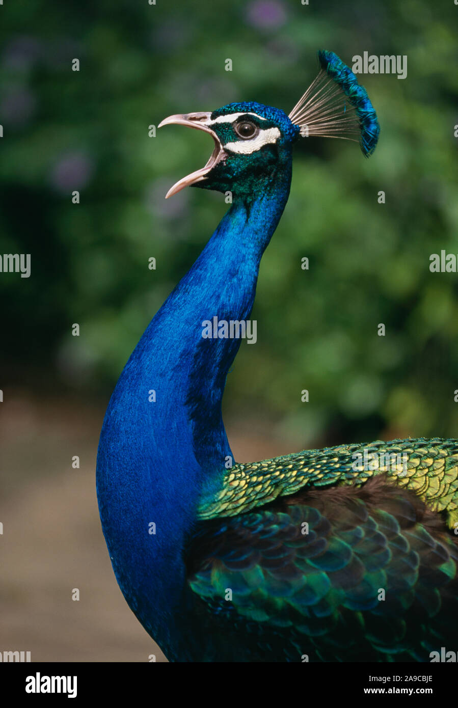 Pfau (Pavo cristatus). Männliche BLCK-winged Pfauen. Schnabel Kiefer weit geöffnet, aufrufen. Stockfoto