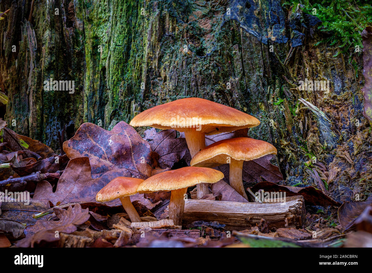 Gruppe von vier orange-braune große Pilze an der Unterseite eines faulen Baumstumpf Stockfoto
