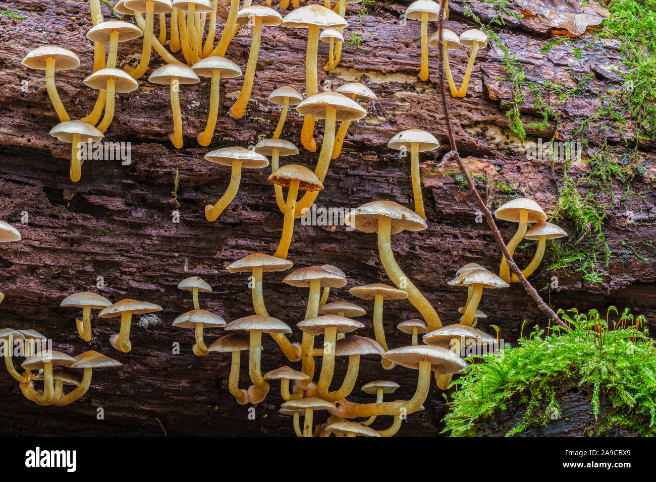Gruppe von kleinen Pilze auf einem alten gefallenen Baum Stockfoto