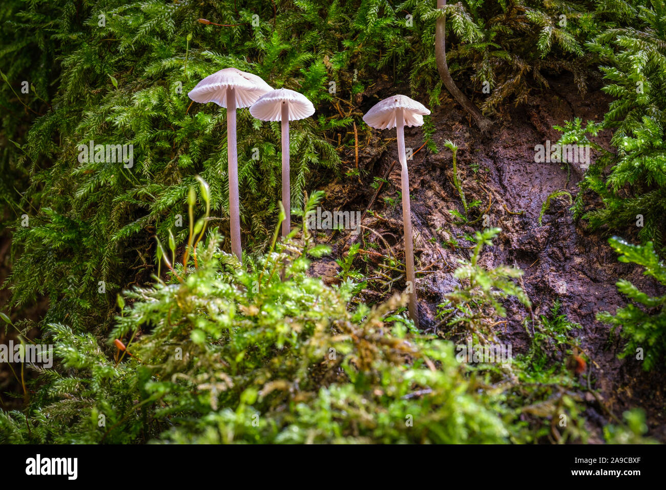 Drei kleine Pilze auf einem Bemoosten Hintergrund Stockfoto