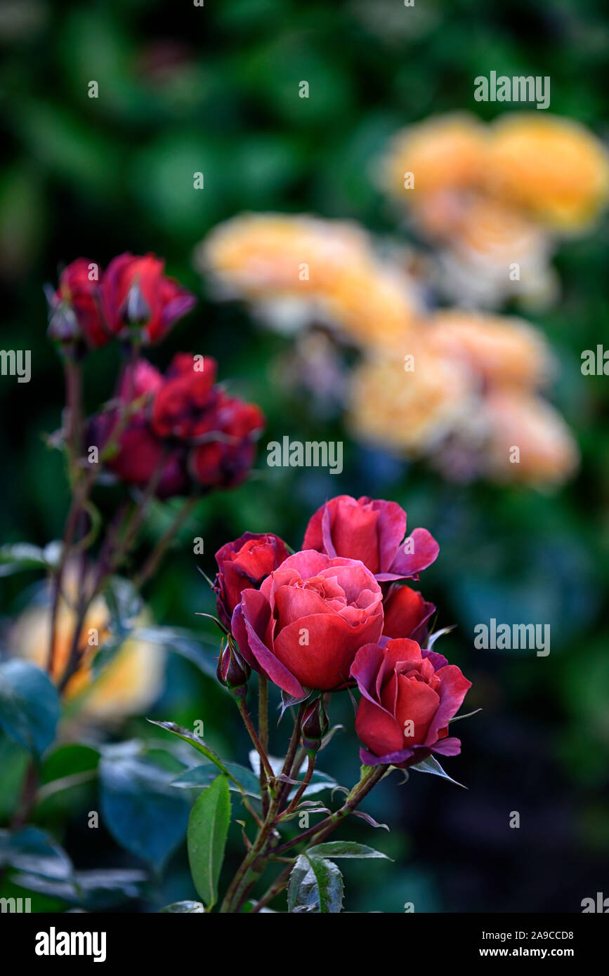 Rosa, rose Heiße Schokolade heiße Schokolade, floribunda Rose, Rosen, Kupferbraun, Blume, Blumen, Blüte, RM Floral Stockfoto