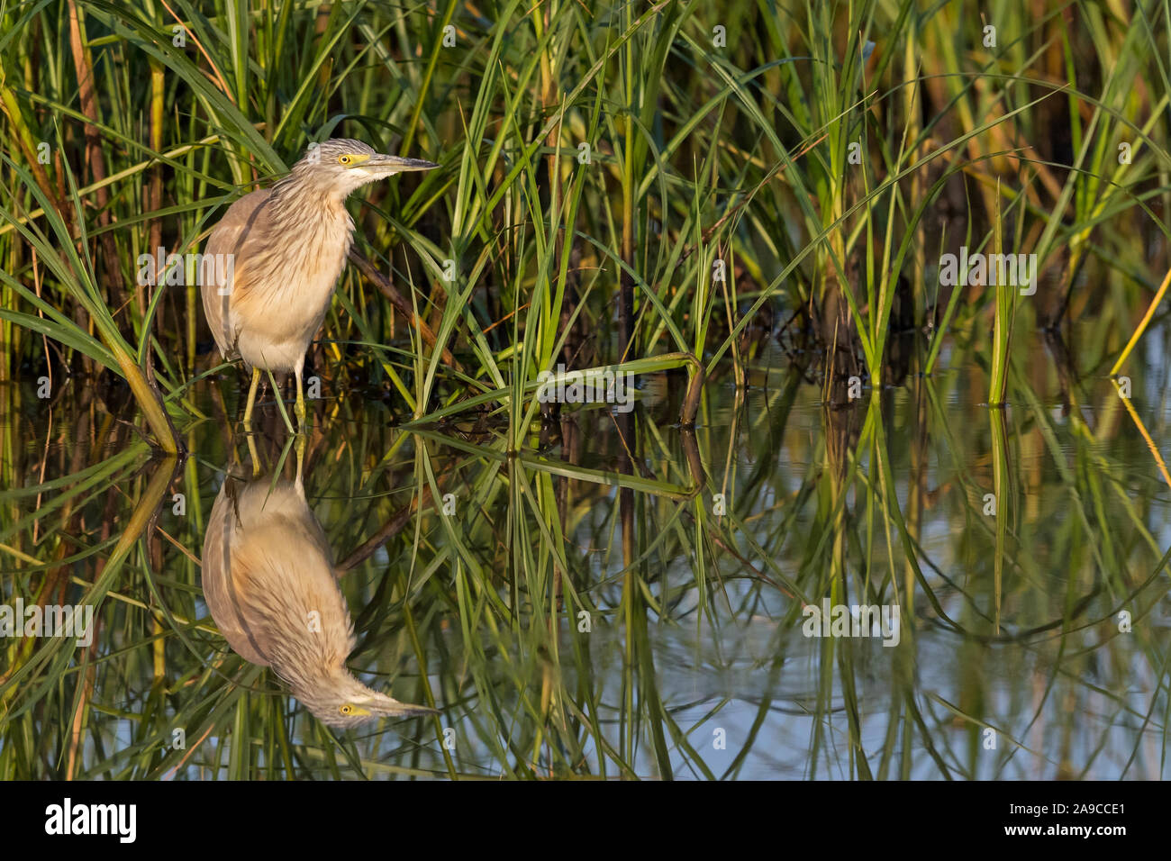 Rallenreiher, Ardeola Ralloides, Stockfoto