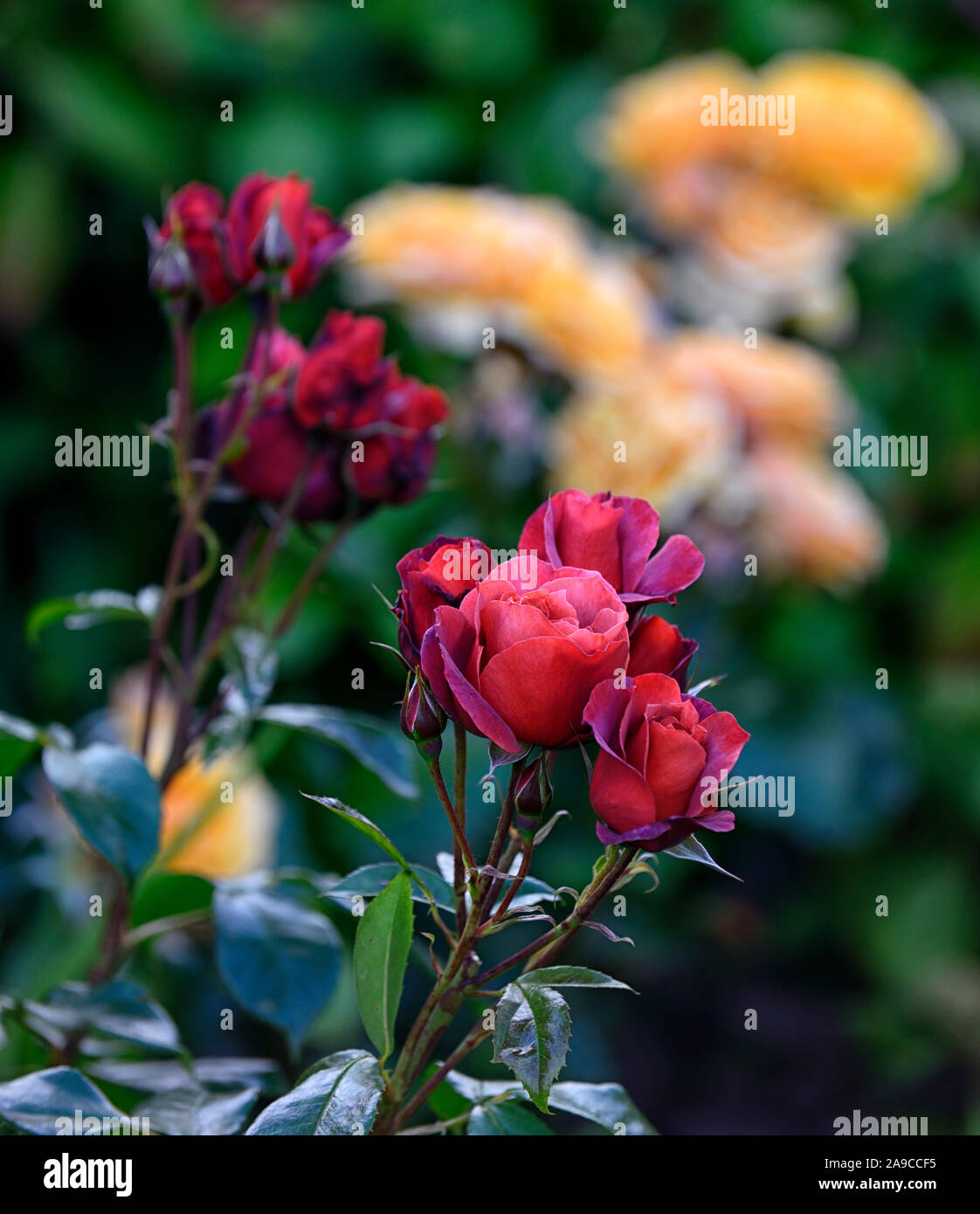 Rosa, rose Heiße Schokolade heiße Schokolade, floribunda Rose, Rosen, Kupferbraun, Blume, Blumen, Blüte, RM Floral Stockfoto
