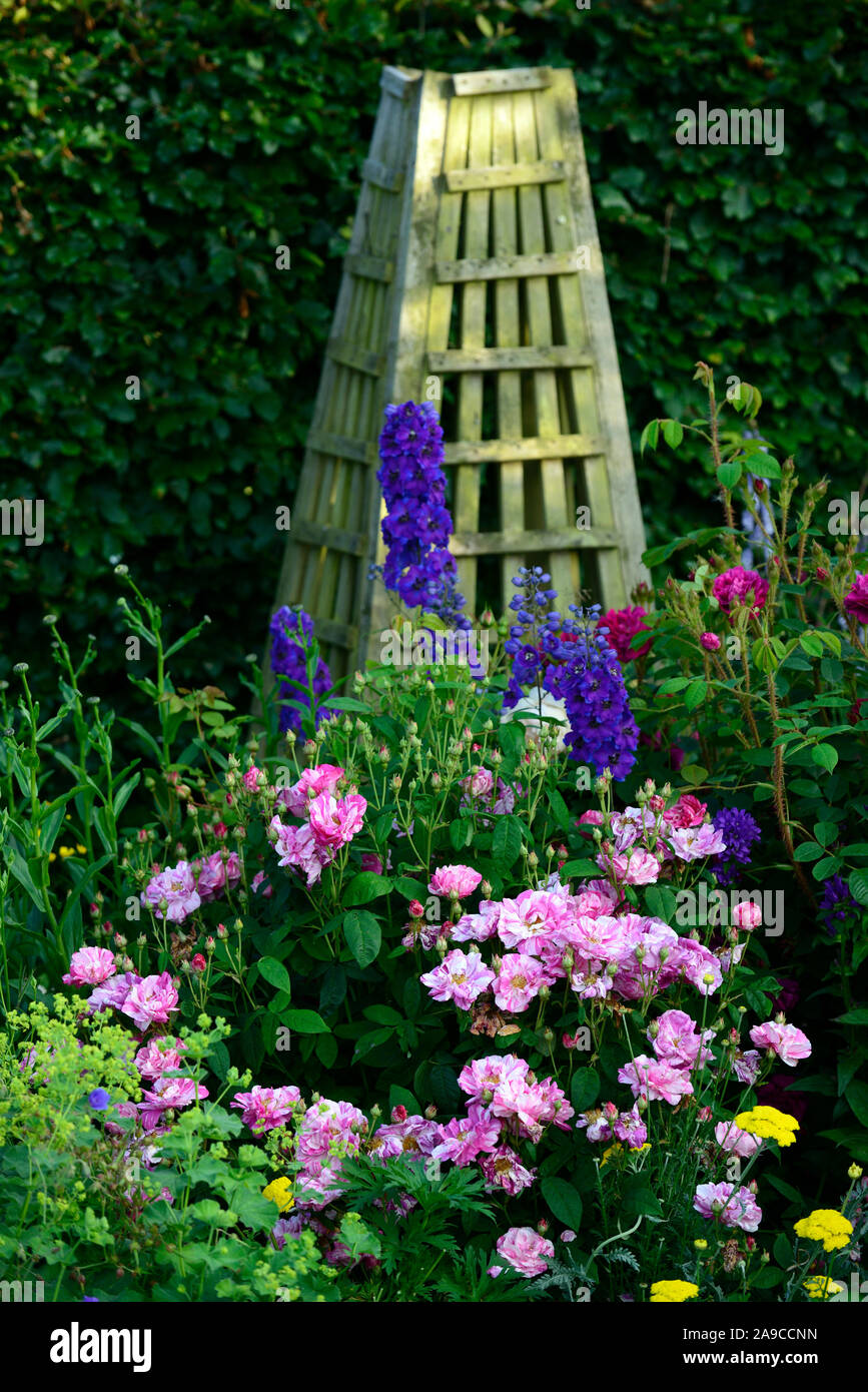 Cottage Garden, Rose, Rosen, Rittersporn, Schafgarbe, Blau, Rot, Rosa,  Gelb, Blumen, Holz- Obelisk Obelisk, Holz, Garten, Gärten, RM Floral  Stockfotografie - Alamy