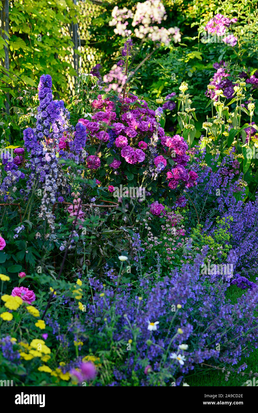 Cottage Garden, Rose, Rosen, Rittersporn, Schafgarbe, Lupine, nepeta, Blau, Rot, Rosa, Gelb, Blumen, Garten, Gärten, RM Floral Stockfoto