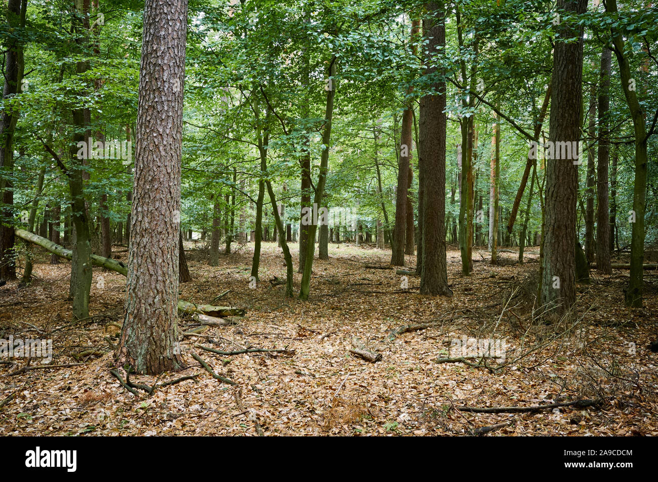 Bild von einem Wald im Herbst. Stockfoto