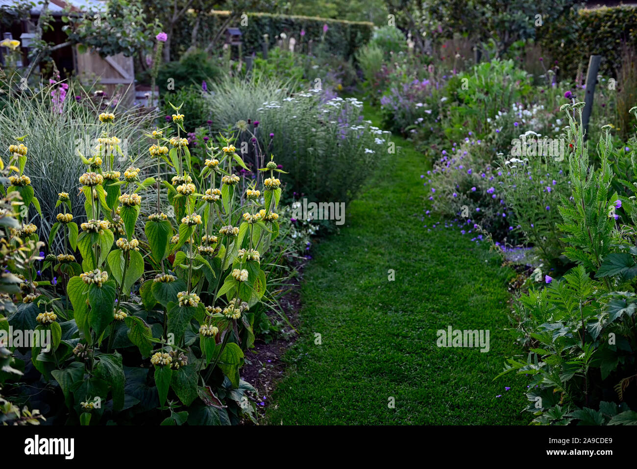 Jerusalem Salbei, Phlomis fruticosa, Cottage Garden, Schafgarbe, Blau, Rot, Rosa, Gelb, Blumen, nepeta, Lupin, Blumenrabatten, Pfad, Weg, Garten, Gärten Stockfoto