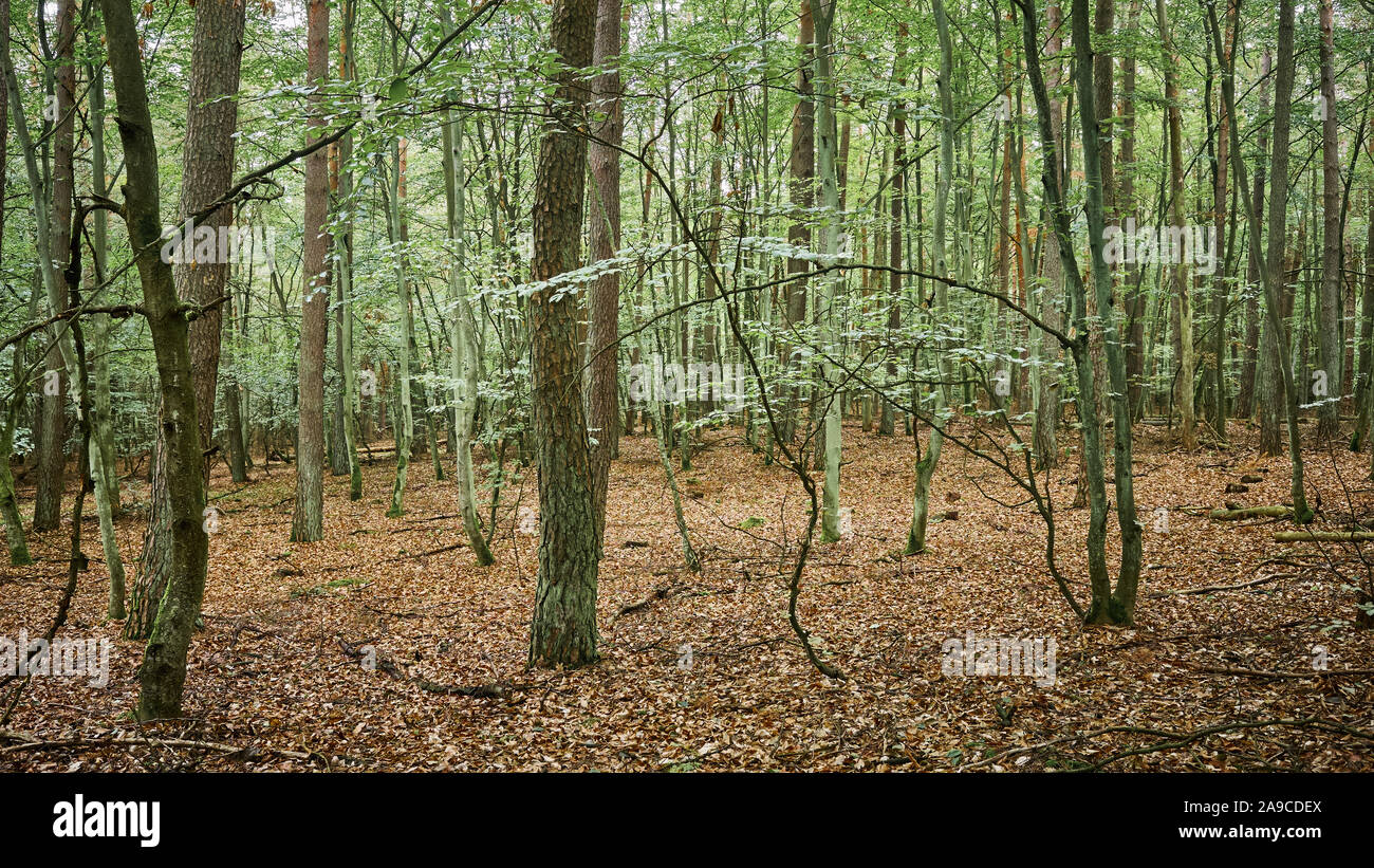 Bild von einem Wald im Herbst. Stockfoto