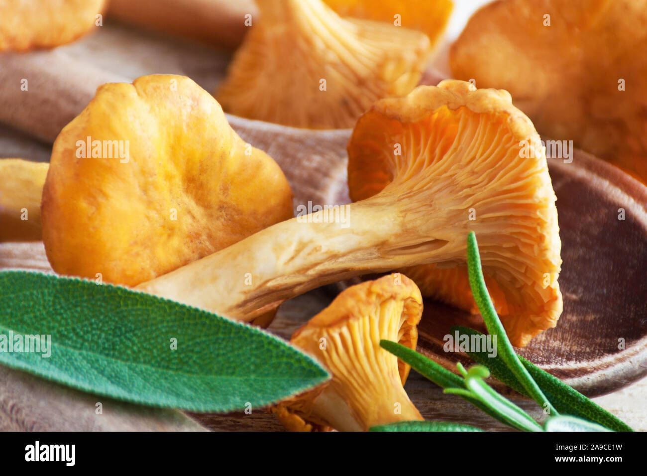 Pfifferlinge Pilze und Kräuter Nahaufnahme Stockfoto