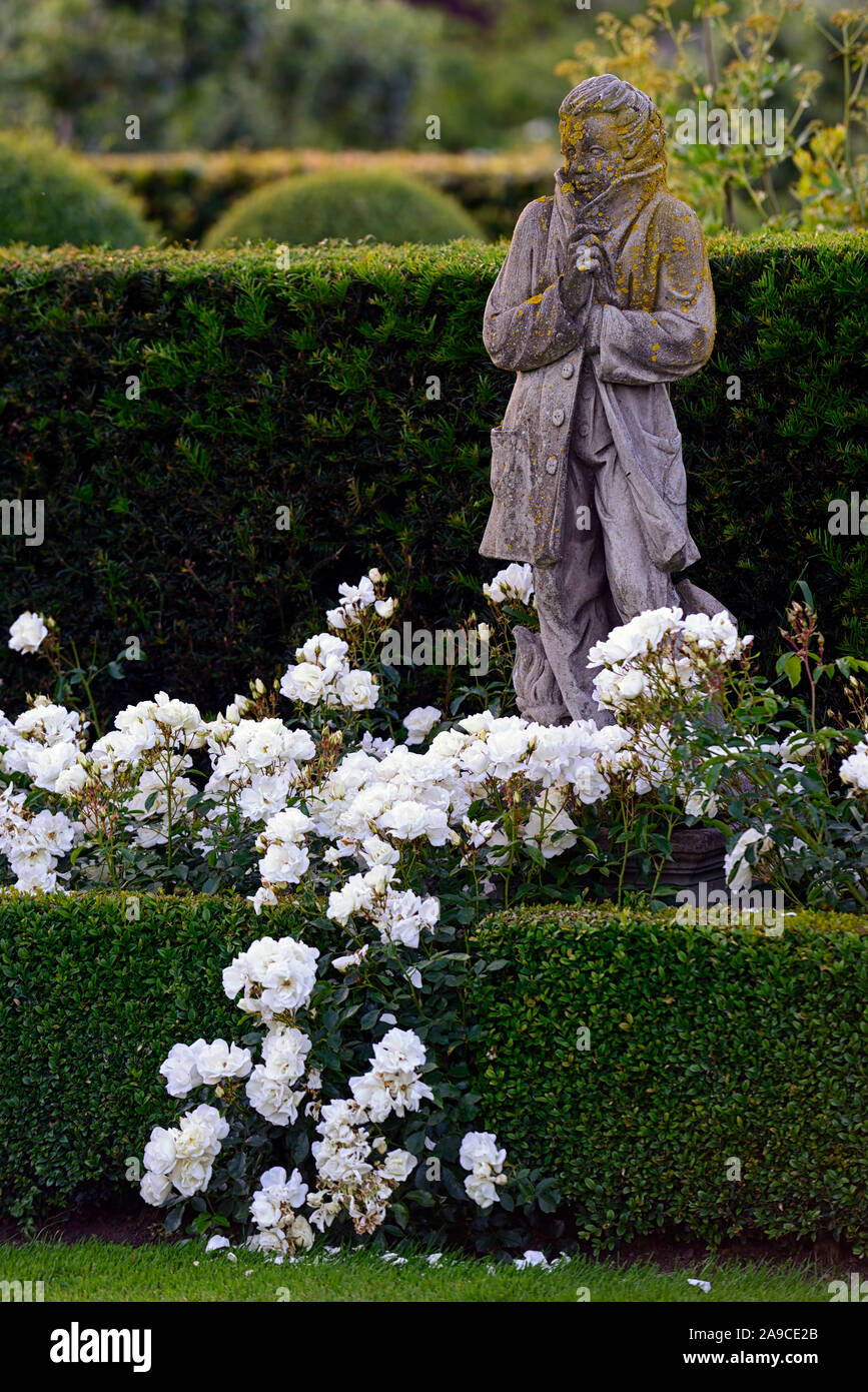 Rosa Eisberg, Rose Eisbergs, floribunda Rose, Rosen, weissen, Garten, Hecke, Hedging, vier Jahreszeiten Statuen, winter Statue, Blume, Blumen, Blüte, Garten s Stockfoto